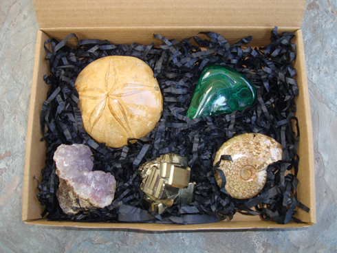 Fossil and Mineral Collectors Starter Gift Package