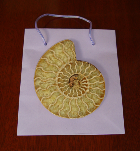 Single Split Polished Ammonite in Bag