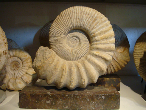 Giant Mounted Ammonite