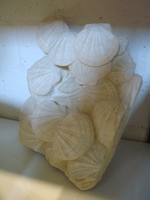 Natural Limestone Pecten Group