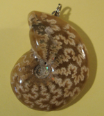 Whole Ammonite Pendant - A Very Special Present