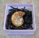 Whole Polished Ammonite in Box - wonderful gift