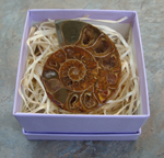 Single Splite Ammonite in a Box - wonderful gift