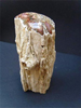Fossilised (Petrified) Tree Stump 