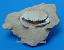Fossilised Crab 