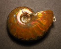 Ammolite Ammonite Pendant
